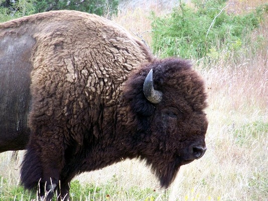 Big Buffalo