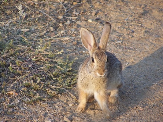 my bold bunny