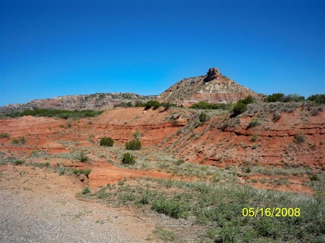 paloduro4