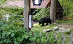 bearly a visitor