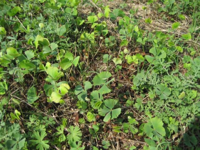 patch of 4 leaf clover