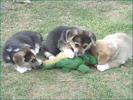 dog pack