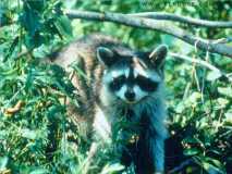 Raccoon