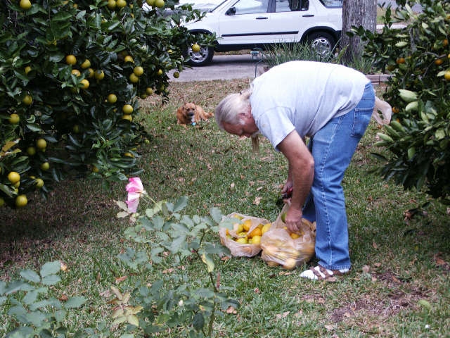 tangerines