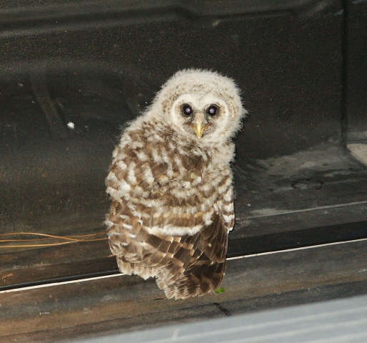 baby owl