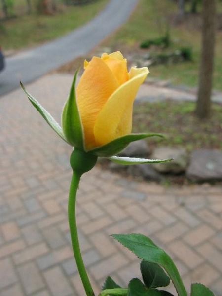 Julia Child Rose
