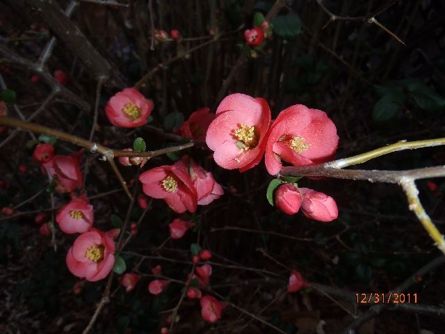 Christmas Quince?