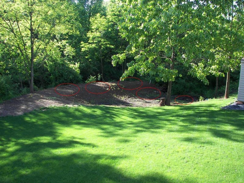 Backyard 3