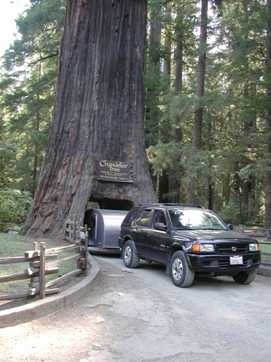 Chandelier Tree