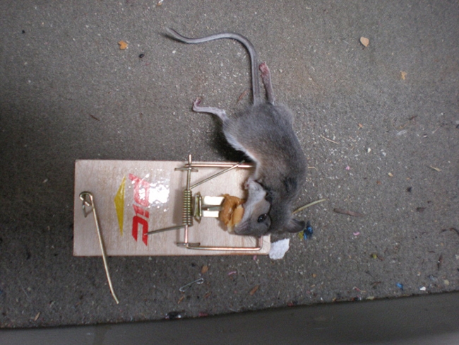 Robo Mouse
