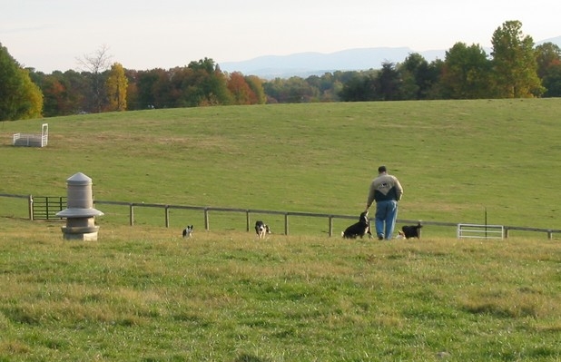 sheep-dog-va