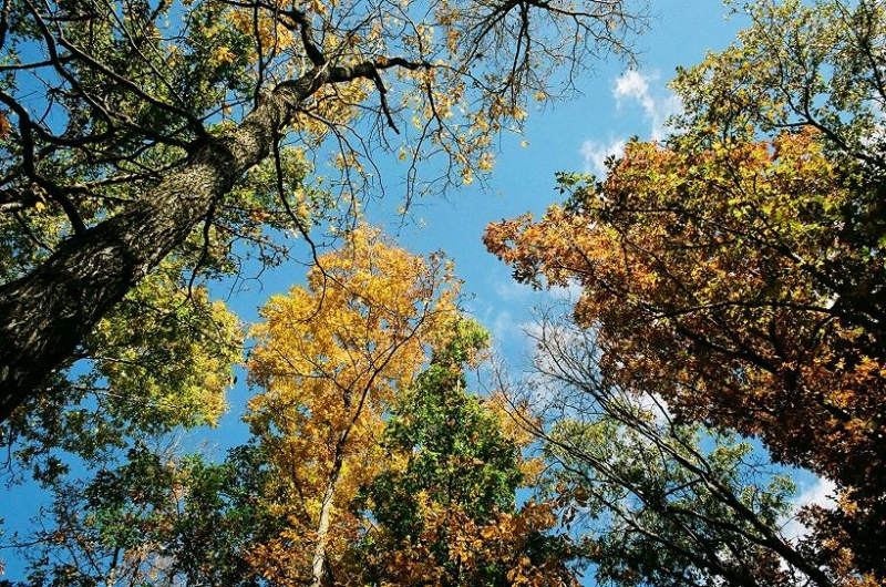 autumn canopy