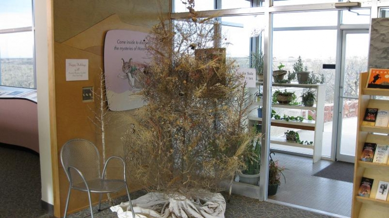 tumbleweed Christmas tree, Monahans SP