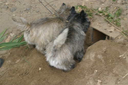 Cairn buttz