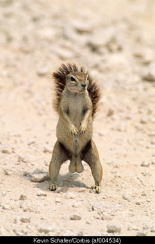 Mighty Squirrel
