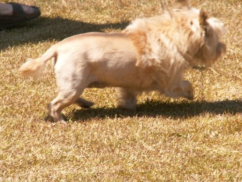 Lion Dog