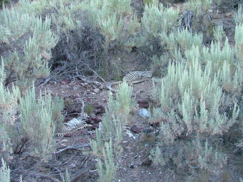 Montana Ghost Town