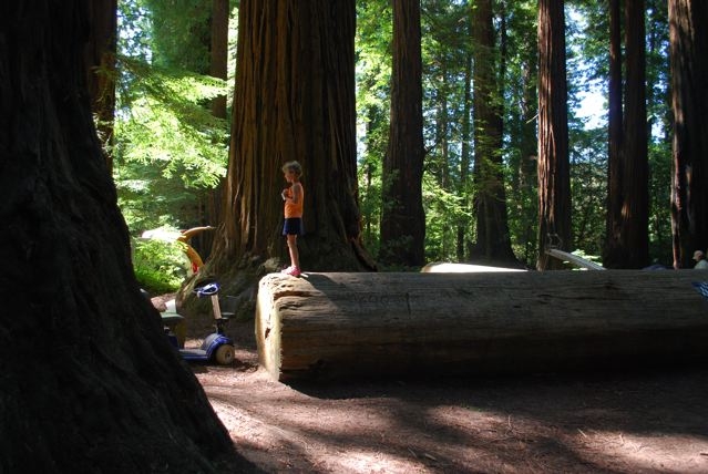 a person, a log, & a  wheelchair