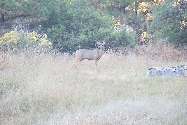 Beautiful Whitetail Doe pausing while grazing at campsite 3 at Lake Robert's Upper End Campground in the Gila National Forest, New Mexico
