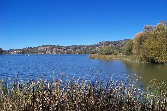 Cattails in the shallows of Lake Robert's in the Gila National Forest, New Mexico