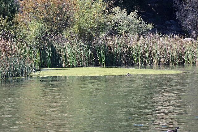 Floating duck weed on the healthy Lake Robert's in the Gila National Forest, New Mexico