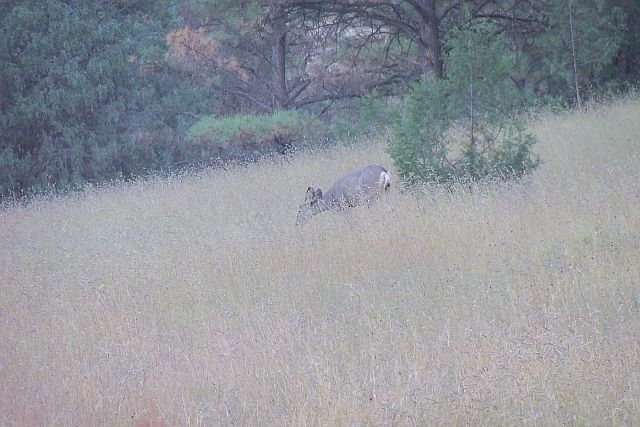 Lone Doe grazing near campsite 4 at Lake Robert's Upper End Campground in the Gila National Forest, New Mexico