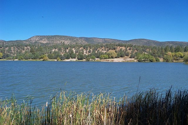 Raven flying over Lake Robert's in the Gila National Forest, New Mexico