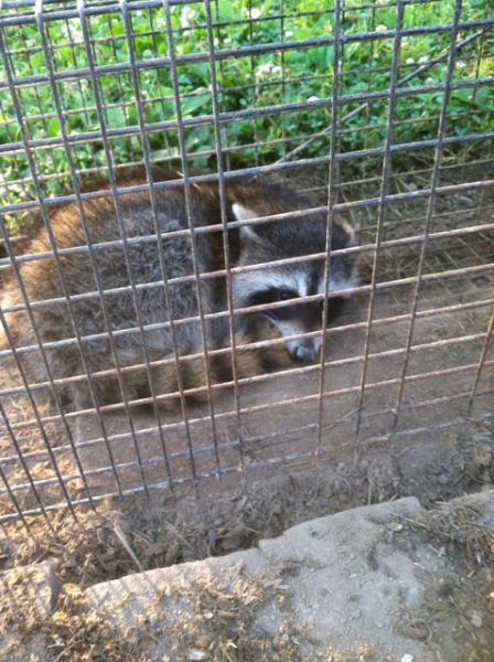 Coon 6-12-12