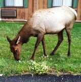 RMNP Elk Cow