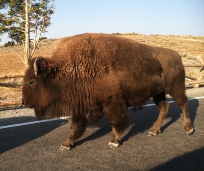 YNP Buffalo