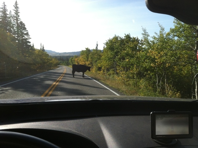 The elusive Black Tail Bovine