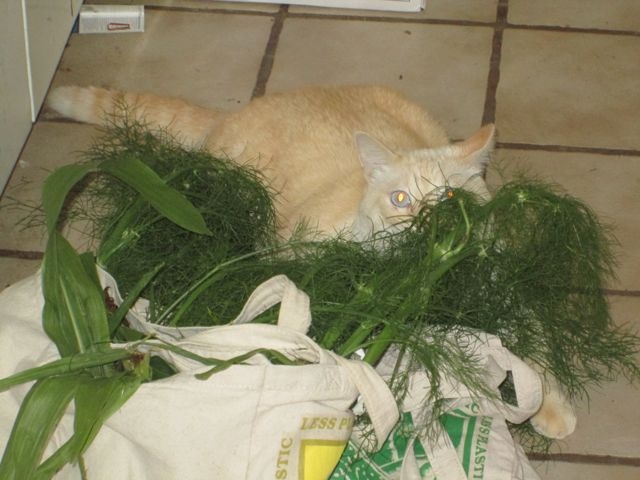 Maui's Fennel
