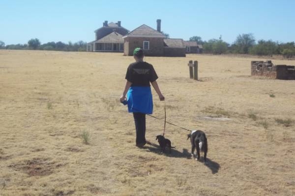 Walking Dogs