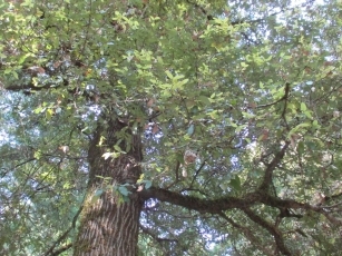 7 An old hornets nest in my campsite