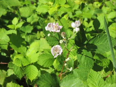 24 Blackberries in bloom