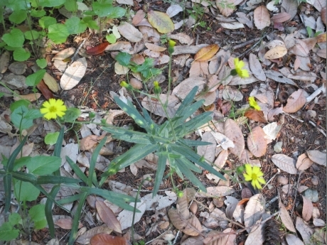25 Wild Flowers - Monkey flower