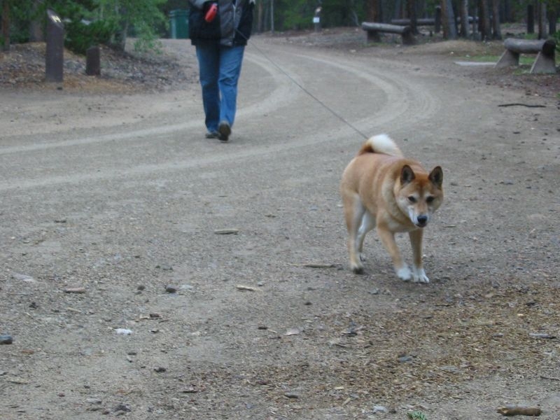 campingdog