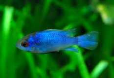 electric blue ram