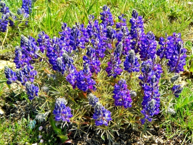 Lupine