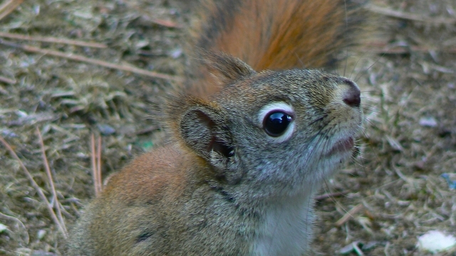 Resident Chipmunk