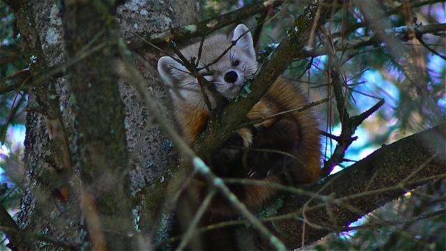 Resident Pine Marten