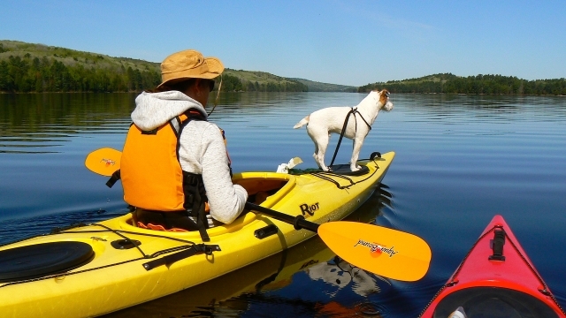 Out for a paddle with our Jack