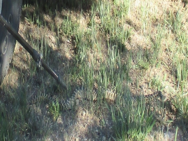 Bull Snake