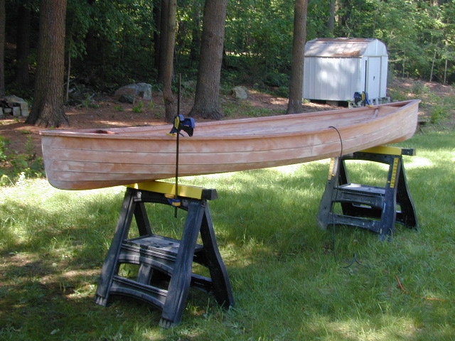 Sassafrass 12 ft