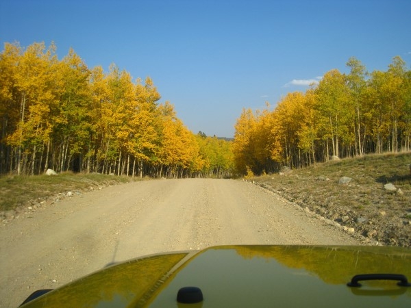 Colorado Aspens IMG 2042