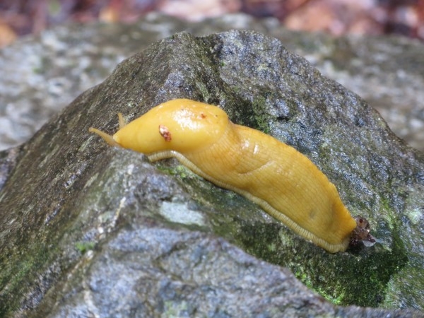 Banana Slug IMG 0709