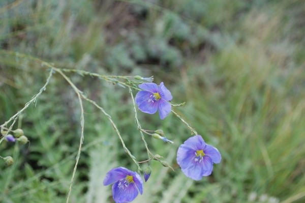 Golden Gate State Park Wild Flowers DSC 1678