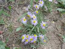 Golden Gate State Park Wild Flowers IMG 0052