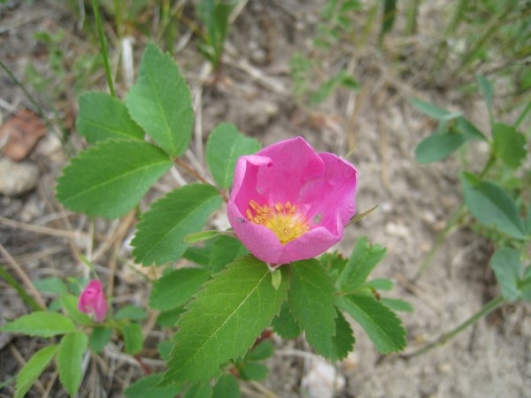 Golden Gate State Park Wild FlowersIMG 0065