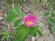 Golden Gate State Park Wild FlowersIMG 0065